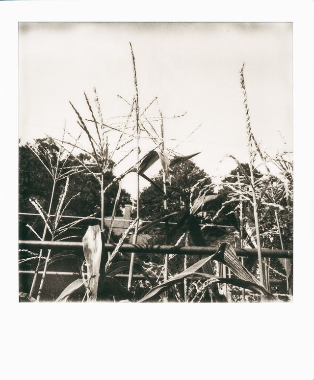 Polaroid photograph, September 12, 2023