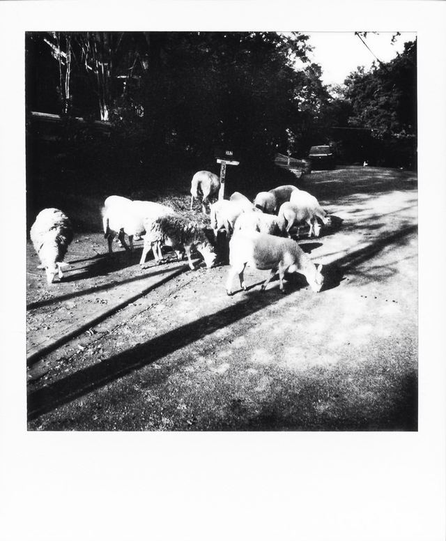Polaroid photograph, October 23, 2023