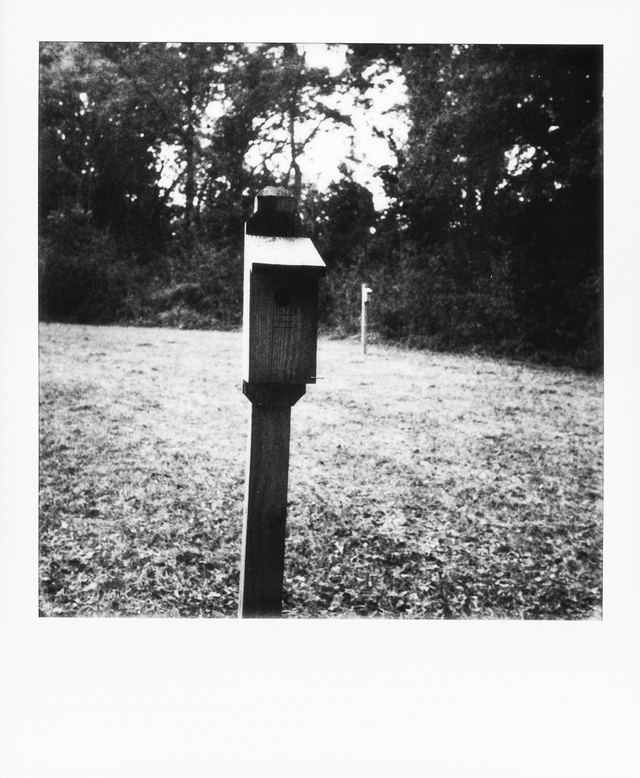 Polaroid photograph, November 12, 2023