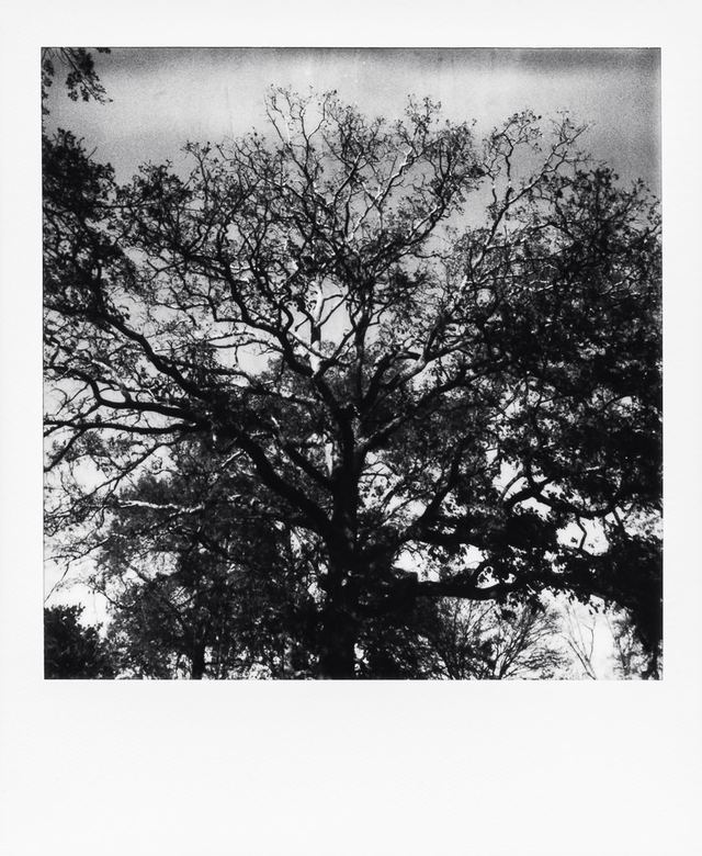 Polaroid photograph, November 18, 2023