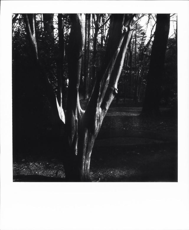 Polaroid photograph, January 9, 2024