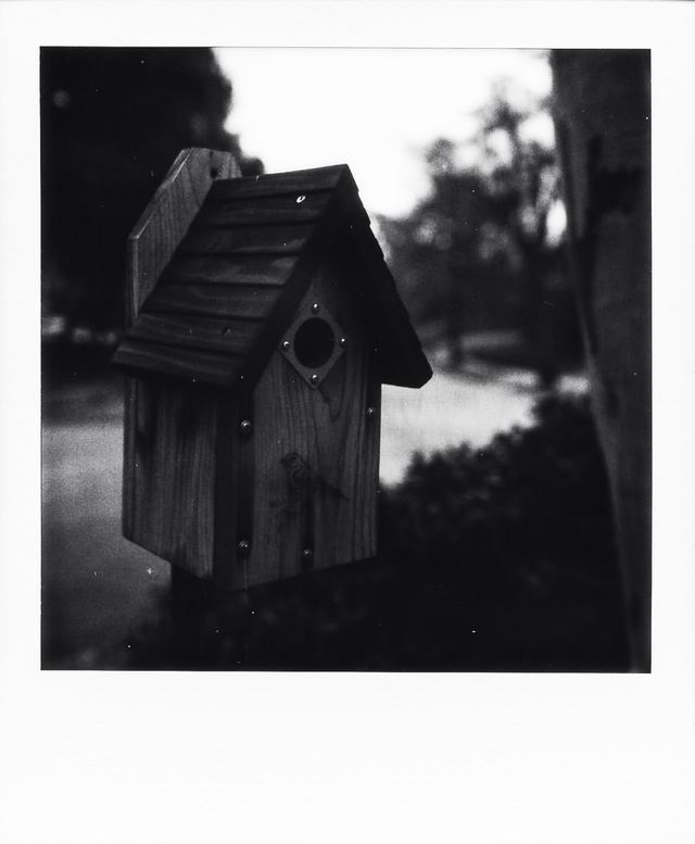 Polaroid photograph, January 25, 2024