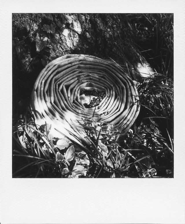Polaroid photograph, May 30, 2024