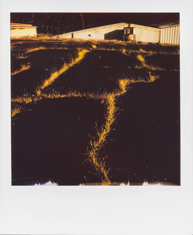 Polaroid photograph, July 10, 2024